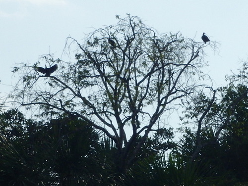 Lago Sandavol (Reserva Nacional Tambopata), Amazon, Peru.